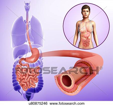 Female small intestine layers, illustration View Large Photo Image Stock Photograph - Female small intestine layers, illustration. Fotosearch