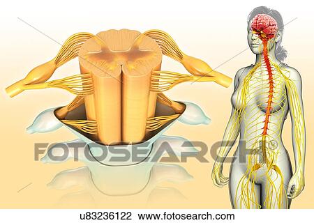 Female spinal cord cross-section, illustration View Large Photo Image Stock Image - Female spinal cord cross-section, illustration. Fotosearch