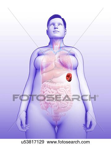 Stock Photo - Female spleen anatomy, illustration. Fotosearch