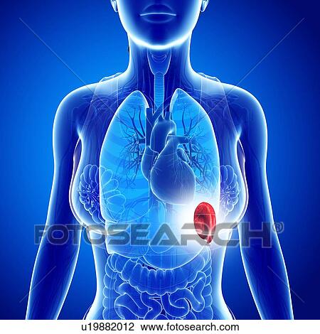 Female spleen, illustration View Large Photo Image Stock Image - Female spleen, illustration. Fotosearch