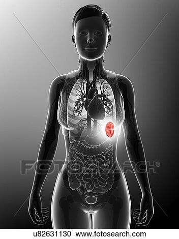 Stock Image - Female spleen, illustration. Fotosearch