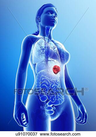 Stock Photo - Female spleen, illustration. Fotosearch