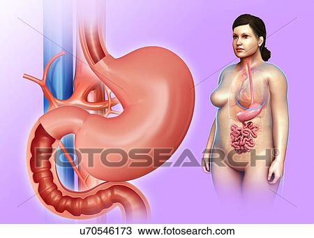 Female stomach and duodenum, illustration View Large Photo Image Stock Image - Female stomach and duodenum, illustration. Fotosearch