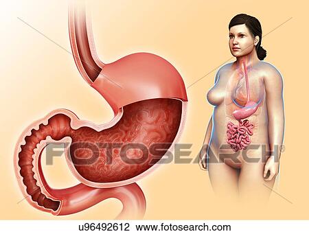 Female stomach and duodenum, illustration View Large Photo Image Stock Image - Female stomach and duodenum, illustration. Fotosearch