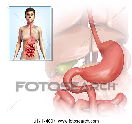 Stock Photo - Female stomach and duodenum, illustration. Fotosearch
