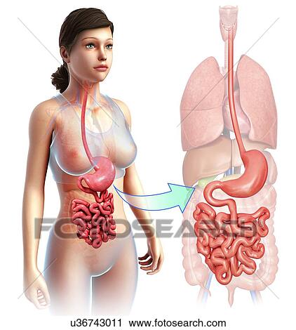Female stomach and small intestine, illustration View Large Photo Image Stock Image - Female stomach and small intestine, illustration. Fotosearch