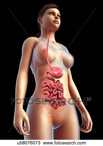 Female stomach and small intestine, illustration View Large Photo Image Stock Image - Female stomach and small intestine, illustration. Fotosearch