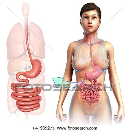 Stock Photography - Female stomach and small intestine, illustration. Fotosearch