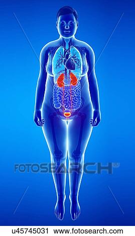 Stock Image - Female urinary system, illustration. Fotosearch