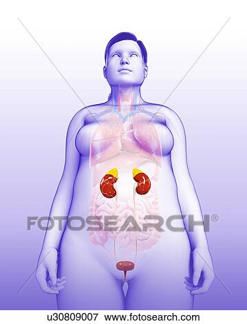 Stock Photo - Female urinary system, illustration. Fotosearch