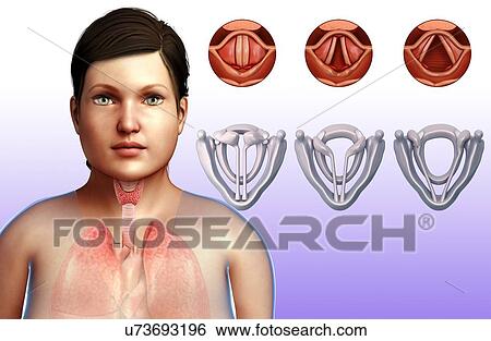 Stock Photograph - Female vocal cords and larynx, illustration. Fotosearch