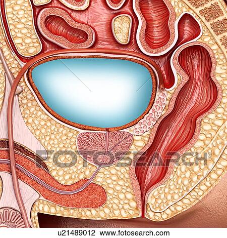 Stock Image - Full male bladder, illustration. Fotosearch