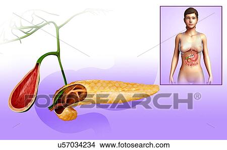 Picture - Gallbladder and pancreas, illustration. Fotosearch