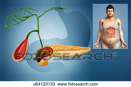 Stock Image - Gallbladder and pancreas, illustration. Fotosearch
