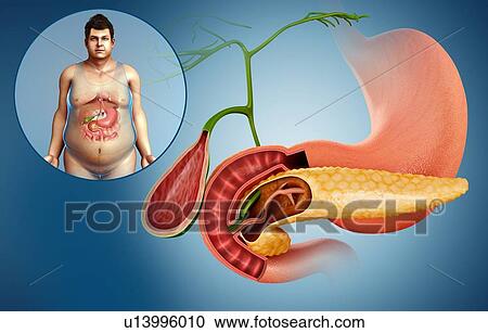 Stock Image - Gallbladder, duodenum and pancreas, illustration. Fotosearch