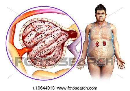 Glomerulus structure in a kidney, illustration View Large Photo Image Stock Image - Glomerulus structure in a kidney, illustration. Fotosearch