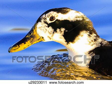Goose View Large Photo Image Stock Image - Goose. Fotosearch