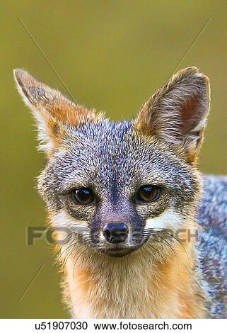 Gray Fox View Large Photo Image Stock Image - Gray Fox. Fotosearch