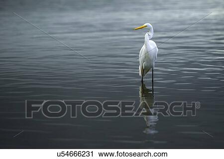Stock Image - Great egret (Ardea Alba) standing in water. Fotosearch