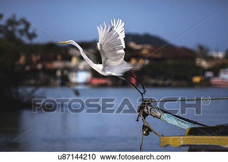 Stock Image - Great egret taking flight. Fotosearch