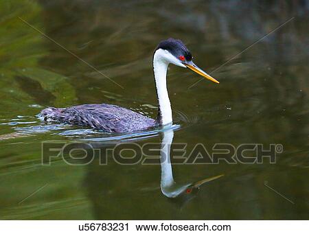 Stock Image - Grebe. Fotosearch