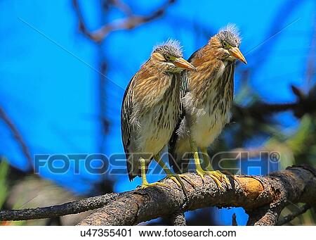 Stock Image - Green Heron. Fotosearch