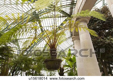 Green house with palms View Large Photo Image Picture - Green house with palms. Fotosearch