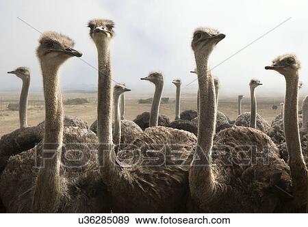 Group of ostriches View Large Photo Image Stock Photo - Group of ostriches. Fotosearch