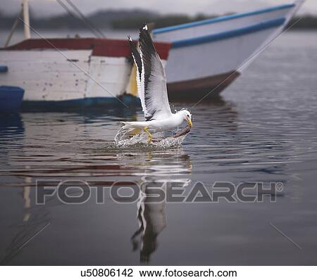 Stock Image - Gull catching fish on water surface. Fotosearch