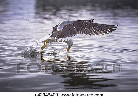Gull fishing at water surface View Large Photo Image Stock Image - Gull fishing at water surface. Fotosearch