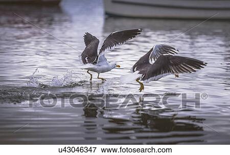 Stock Photo - Gulls fishing at water surface. Fotosearch