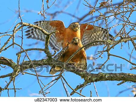 Stock Image - Hawks. Fotosearch