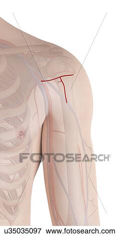 Stock Photo - Human arm arteries, illustration. Fotosearch