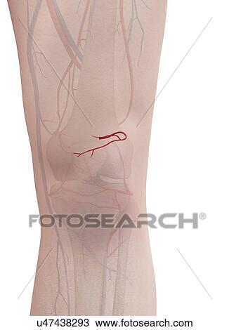 Human arteries, illustration View Large Photo Image Stock Image - Human arteries, illustration. Fotosearch