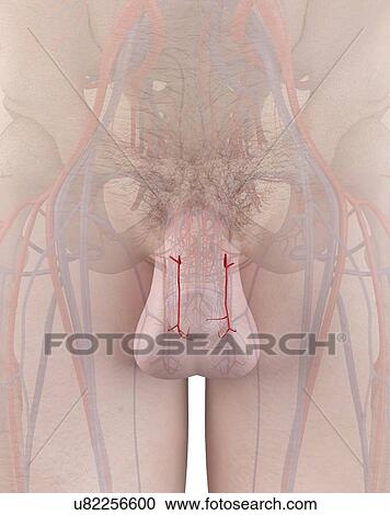 Stock Image - Human arteries, illustration. Fotosearch