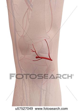 Human arteries, illustration View Large Photo Image Stock Photo - Human arteries, illustration. Fotosearch