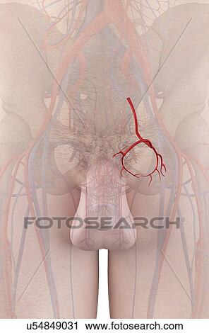Stock Image - Human artery, illustration. Fotosearch