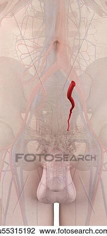 Stock Image - Human artery, illustration. Fotosearch