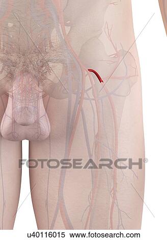 Stock Photography - Human artery, illustration. Fotosearch