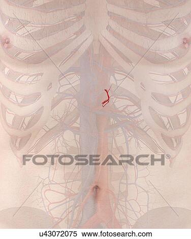 Stock Photography - Human artery, illustration. Fotosearch