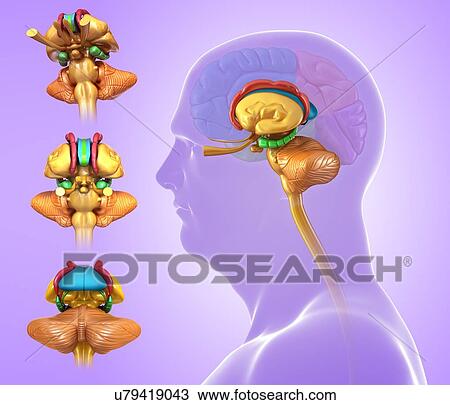 Human brain anatomy, illustration View Large Photo Image Stock Image - Human brain anatomy, illustration. Fotosearch