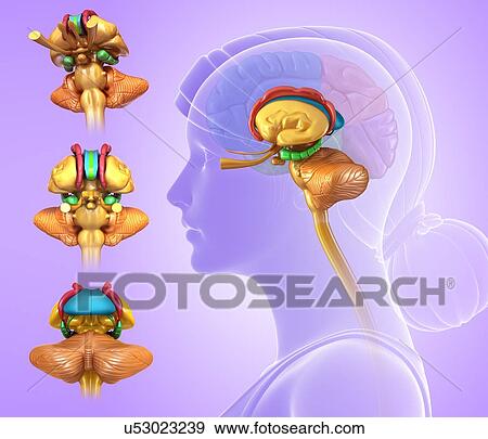 Human brain anatomy, illustration View Large Photo Image Stock Photo - Human brain anatomy, illustration. Fotosearch