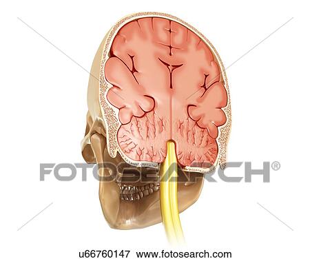 Stock Photo - Human brain and skull cross-section, illustration. Fotosearch