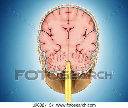 Human brain cross-section, illustration View Large Photo Image Stock Photo - Human brain cross-section, illustration. Fotosearch