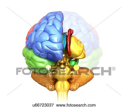 Stock Photo - Human brain regions and anatomy, illustration. Fotosearch