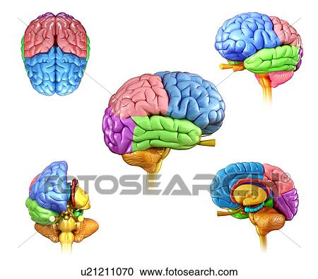 Stock Image - Human brain regions, illustration. Fotosearch