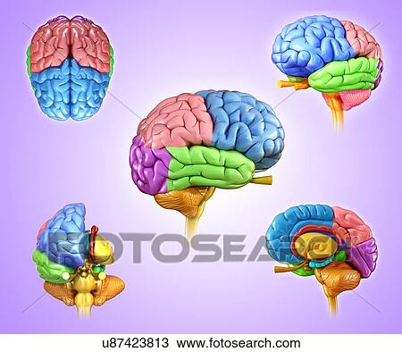 Human brain regions, illustration View Large Photo Image Stock Image - Human brain regions, illustration. Fotosearch