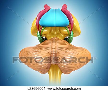Picture - Human brain structures, illustration. Fotosearch