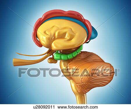 Stock Image - Human brain structures, illustration. Fotosearch