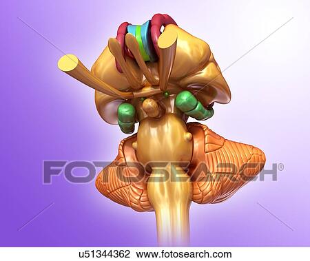 Human brain structures, illustration View Large Photo Image Stock Image - Human brain structures, illustration. Fotosearch